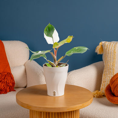 dark knight plant philodendron Costa Farms 12" Tall White Knight Philodendron, Medium Indirect Sunlight, Indoor Live House Plants