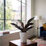 Philodendron insigne Purple | medium