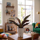 Philodendron insigne Purple | medium