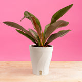 Philodendron insigne Purple | medium