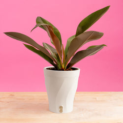 Scindapsus treubii Moonlight Albo | medium