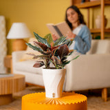 Rhodospatha Rojo | medium