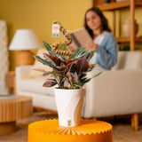 Rhodospatha Rojo | medium