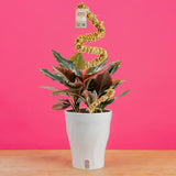 Rhodospatha Rojo | medium