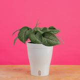 Scindapsus Mount Salak | medium