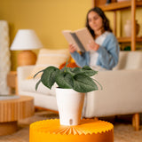 Scindapsus Mount Salak | medium