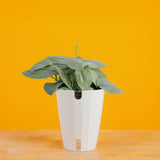 Scindapsus Platinum Java | medium