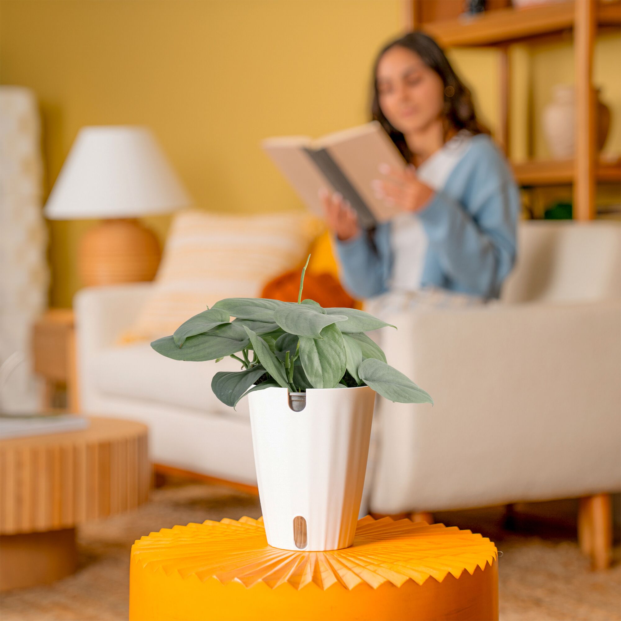 Scindapsus Platinum Java | medium