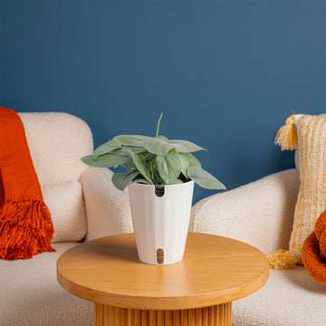 Scindapsus Platinum Java | medium – Costa Farms