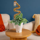 Scindapsus Silver Lady | medium