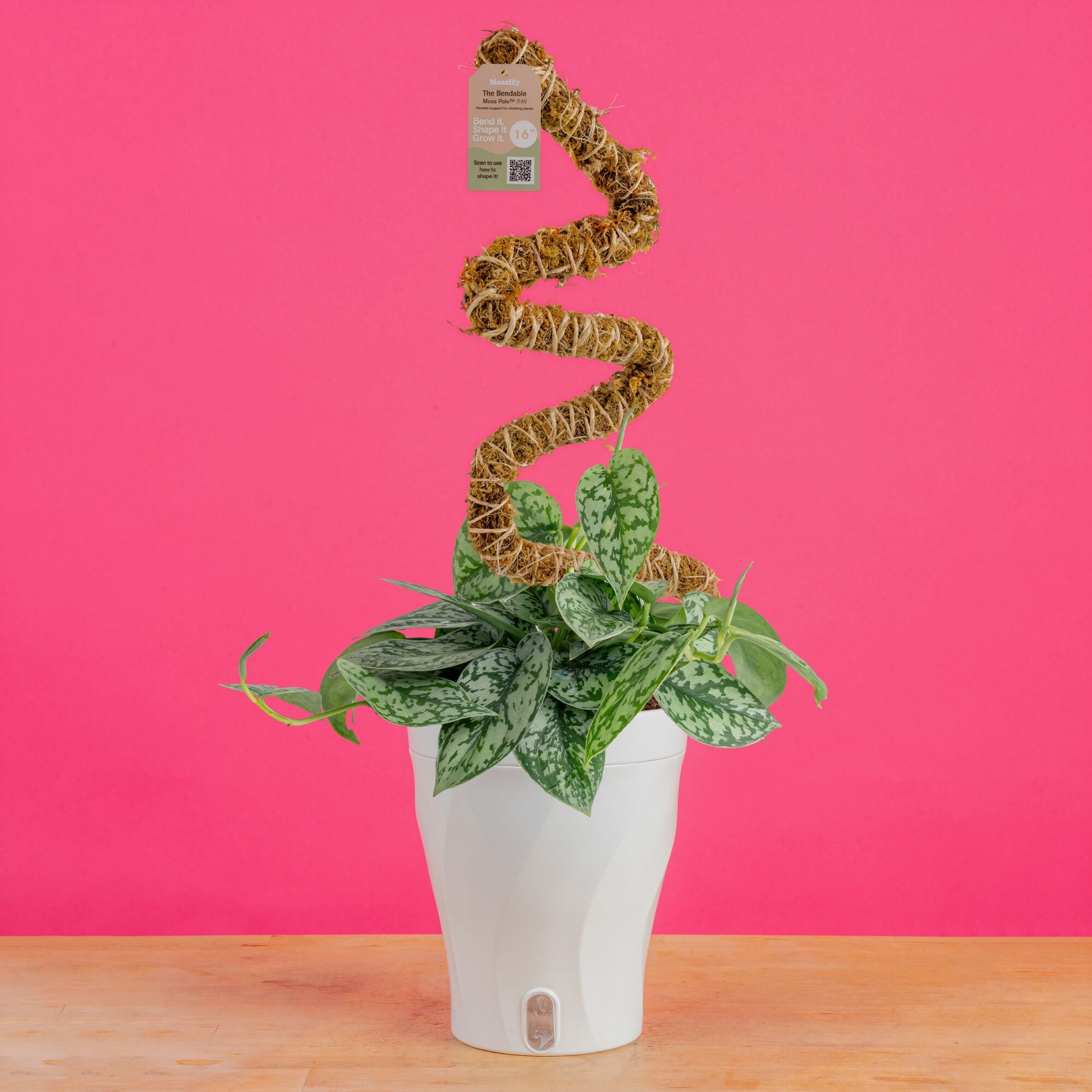 Scindapsus Silver Lady | medium – Costa Farms
