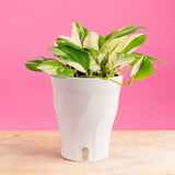 Scindapsus treubii Moonlight Albo | medium
