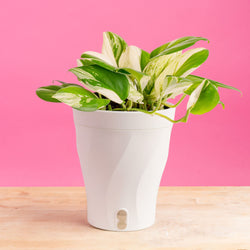 Philodendron Birkin | medium