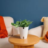 Scindapsus treubii Moonlight | medium