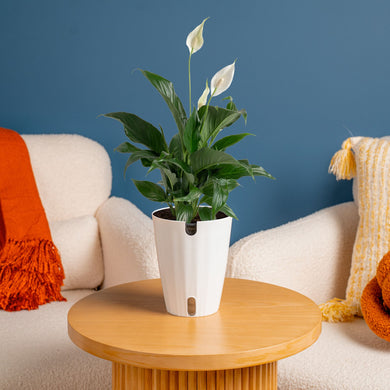 Peace Lily