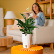 costa farms spathiphyllum peace lily live indoor plant Peace Lily