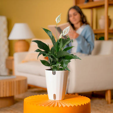 Peace Lily