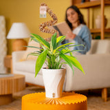 Epipremnum amplissimum Variegated | medium