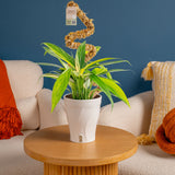 Epipremnum amplissimum Variegated | medium