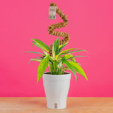 Epipremnum amplissimum Variegated | medium