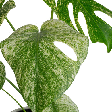 Monstera White Monster | medium – Costa Farms