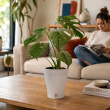 Monstera White Monster | medium