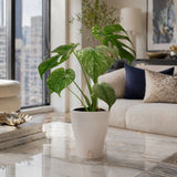 Monstera White Monster | medium