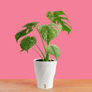 Monstera White Monster | medium – Costa Farms