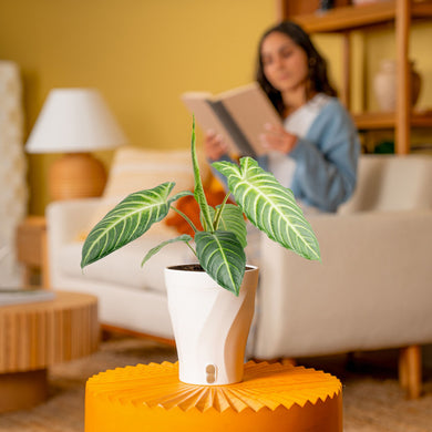 xanthosoma indoor plant Xanthosoma Medium / White