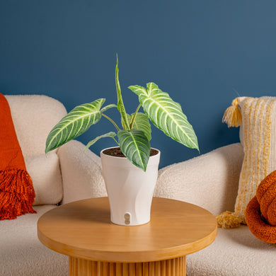 Xanthosoma – Costa Farms