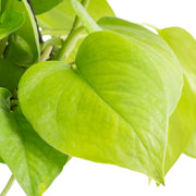 Neon Pothos Epipremnum | medium  Costa Farms