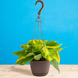 An Albo Syngonium plant sits on a light wooden table. The plant is in a black grower's hanging basket and boasts beautiful green foliage with splashes of white variegation.
