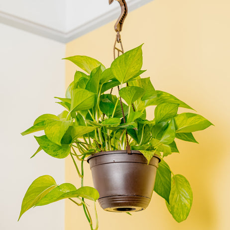 A Jessenia Pothos plants hangs from the ceiling. 
