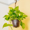 A Jessenia Pothos plants hangs from the ceiling. 