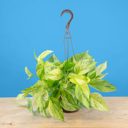 An Albo Syngonium plant sits on a light wooden table. The plant is in a black grower's hanging basket and boasts beautiful green foliage with splashes of white variegation.