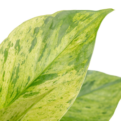 jessenia pothos vs marble queen Jessenia Pothos