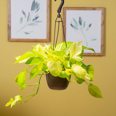 epipremnum neon variegata Pothos Neon Marble