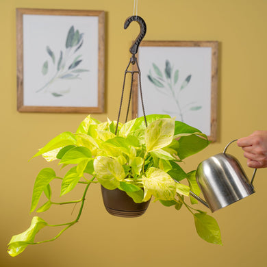 Pothos Neon Marble