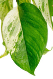 Scrambled Eggs Pothos | medium
