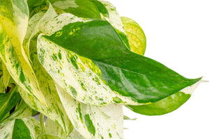 Scrambled Eggs Pothos | medium