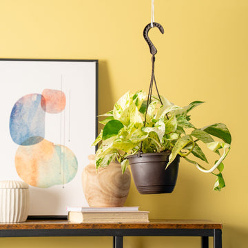 scrambled egg pothos Scrambled Eggs Pothos