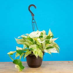 A 6.6in Scindapsus Exotica in a hanging grower's pot with a bright blue background. The plant has light green rounded foliage.