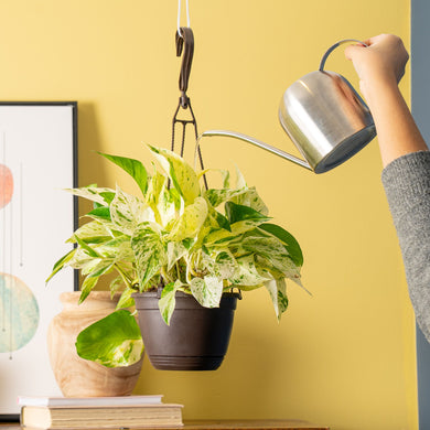 scrambled egg pothos Scrambled Eggs Pothos
