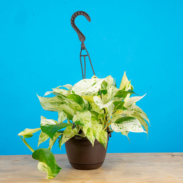 scrambled egg pothos Scrambled Eggs Pothos
