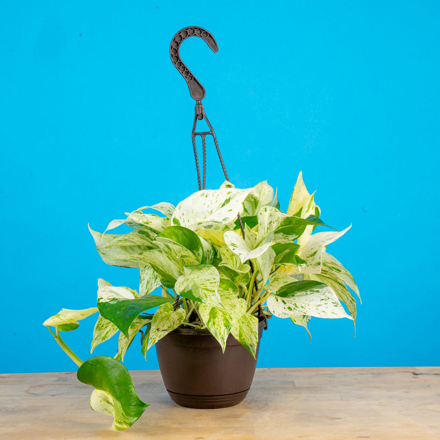 Scrambled Eggs Pothos | medium