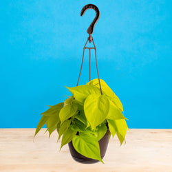 A variegated rope hoya plant sits in a black grower's hanging basket with a bright blue back-drop. 