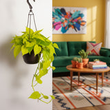 Yellow Philodendron | medium