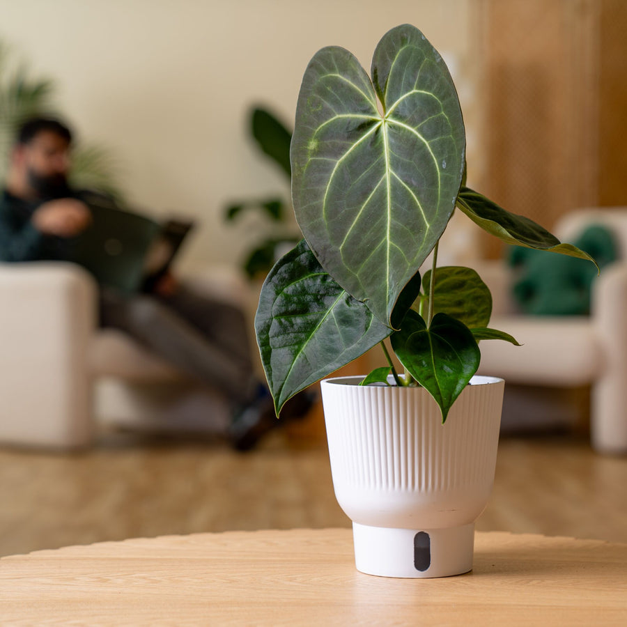 Anthurium magnificum Hybrid  | medium