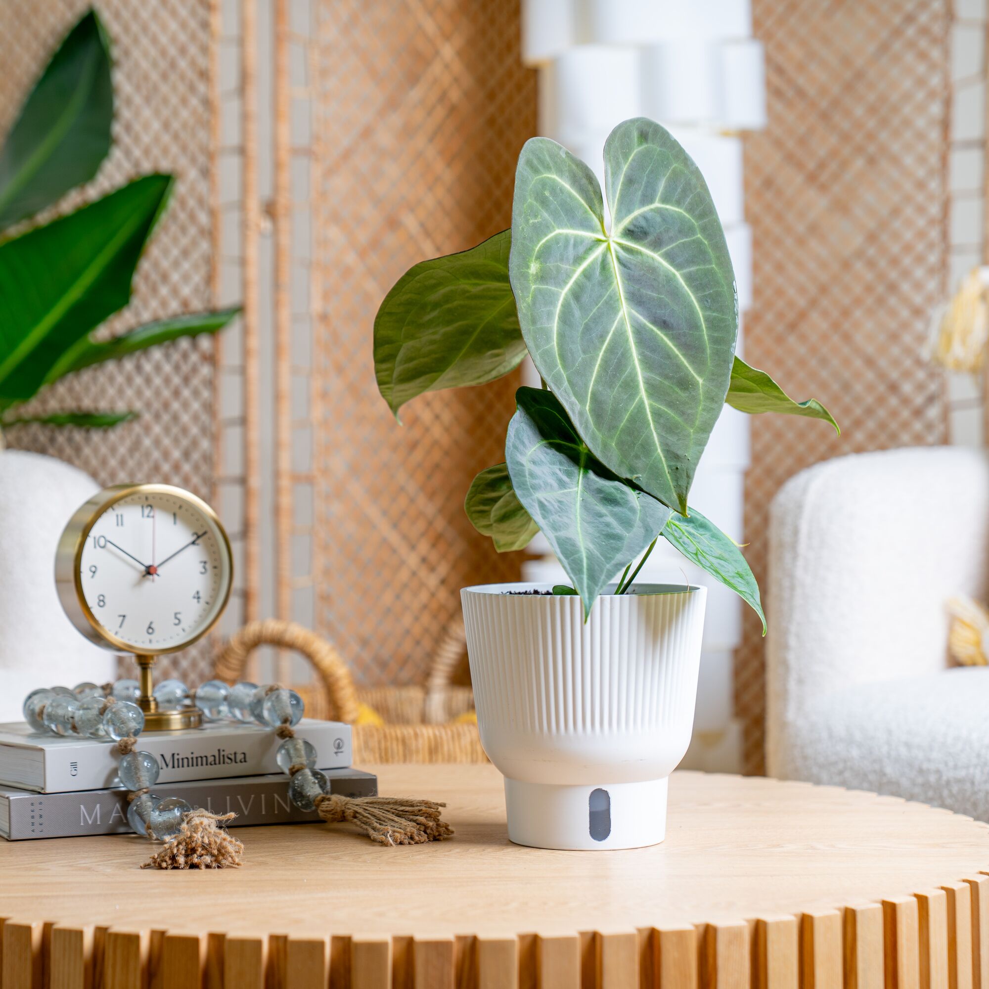 Anthurium magnificum Hybrid  | medium