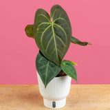 Anthurium magnificum Hybrid  | medium